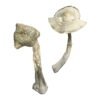 Albino Louisiana Magic Mushrooms - Image 2