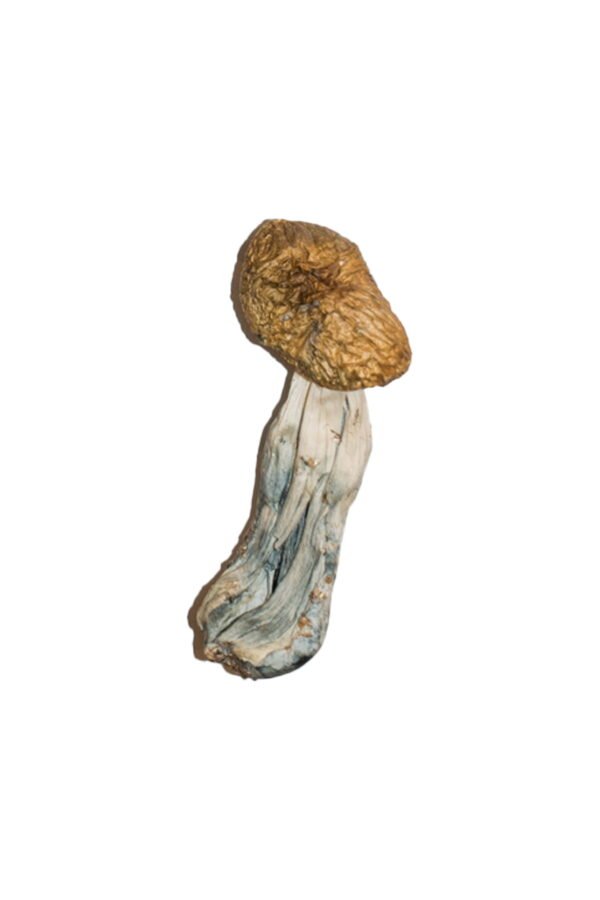 Buy Big Mex Magic Mushrooms Utah