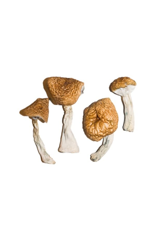 Burmese Magic Mushrooms - Image 3