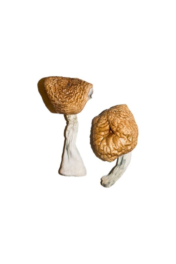 Buy Burmese Magic Mushrooms