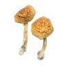 Where to shop Mushrooms