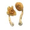 Golden Mammoth Magic Mushrooms - Image 2
