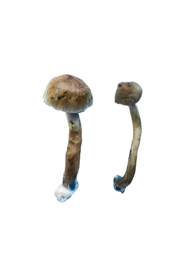 Golden Teacher Magic Mushrooms - Image 2