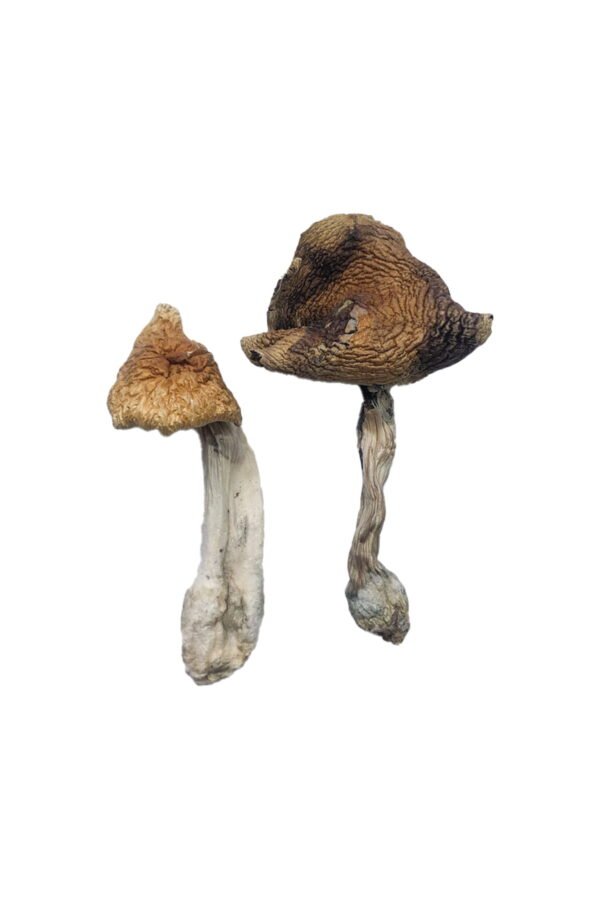 Best place to buy magic mushroom products, Buy Hawaiian Magic Mushrooms Oregon